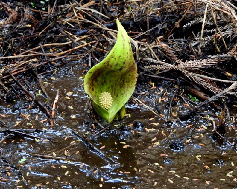 c0305565_17452450.jpg