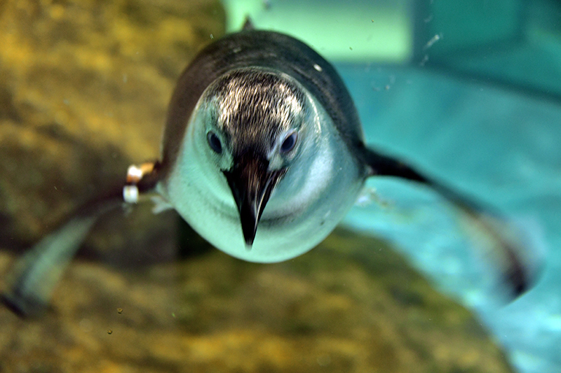 ケープペンギン ちょっとそこまで