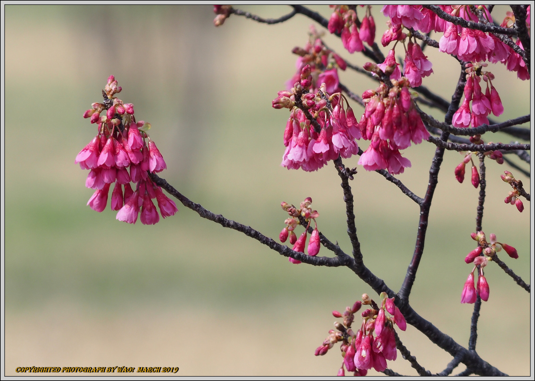 寒緋桜_c0198669_17343608.jpg