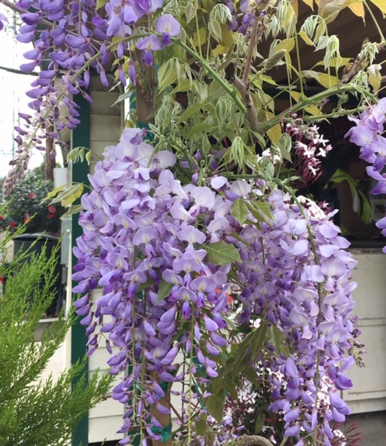 近所の園芸店ーこぶつきサボテン、藤、ギボウシ、菊_e0350971_13595459.jpg