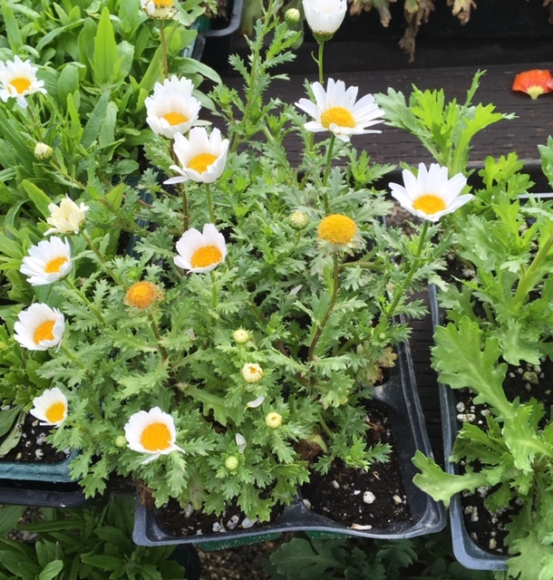 近所の園芸店ーこぶつきサボテン、藤、ギボウシ、菊_e0350971_14013551.jpg