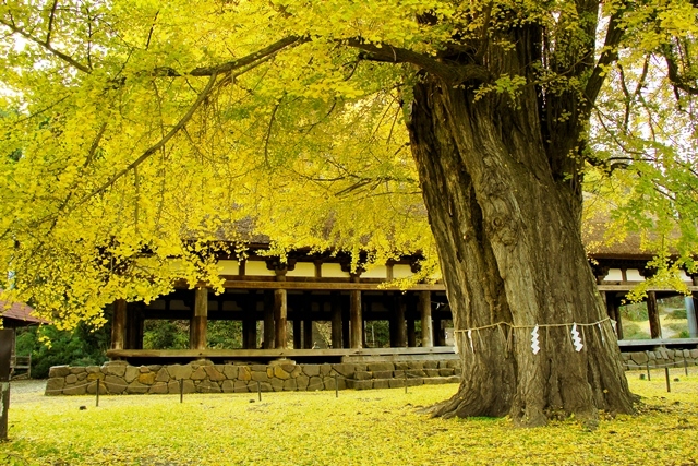 新宮熊野神社 長床_d0376975_20412954.jpg