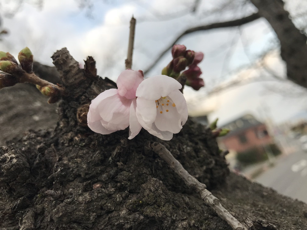 県庁の醍醐桜満開！_b0184877_08052769.jpg