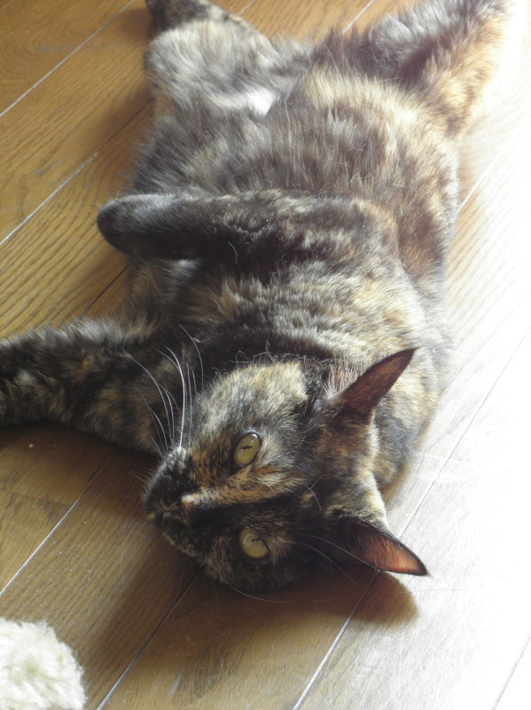 しゃび2010：Bone bed アーカイブ_f0166684_23452826.jpg