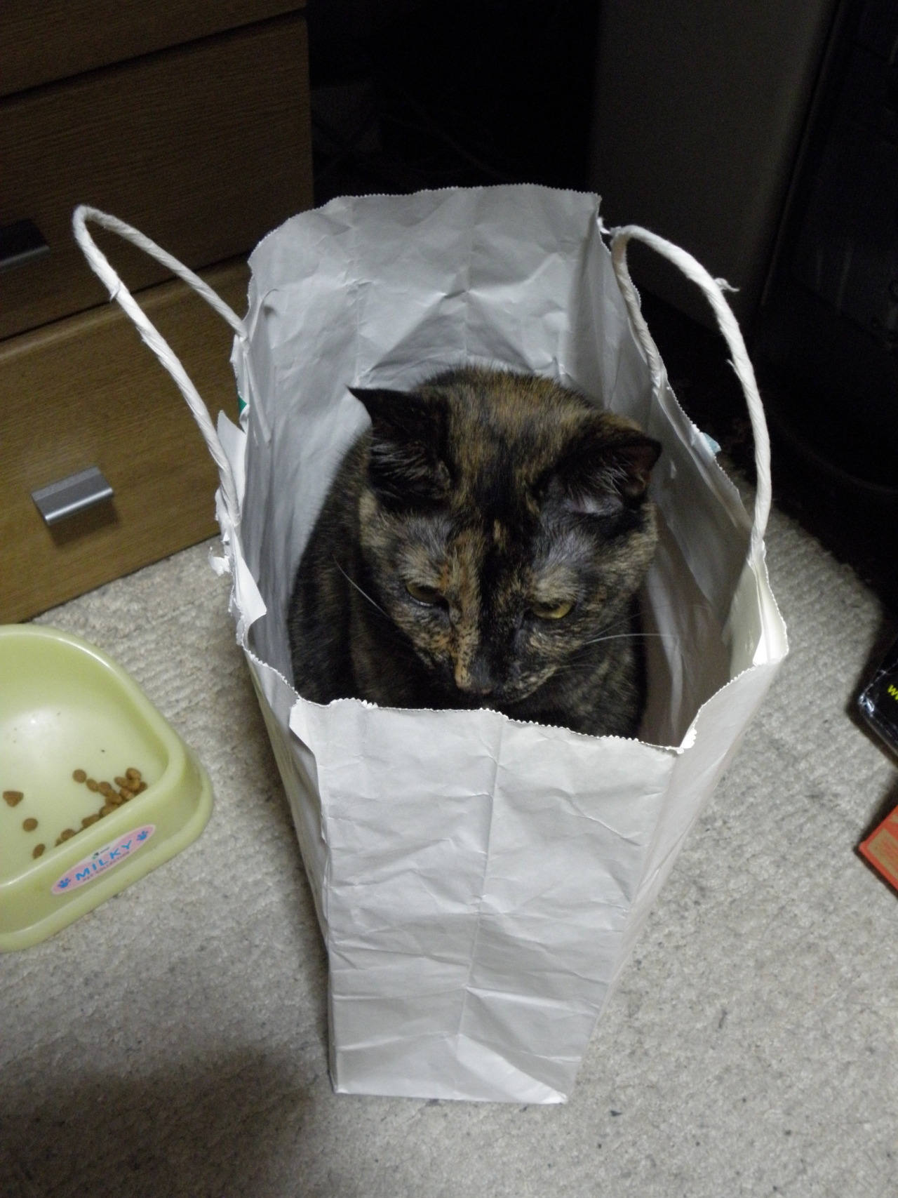 しゃび2010：Bone bed アーカイブ_f0166684_23453204.jpg