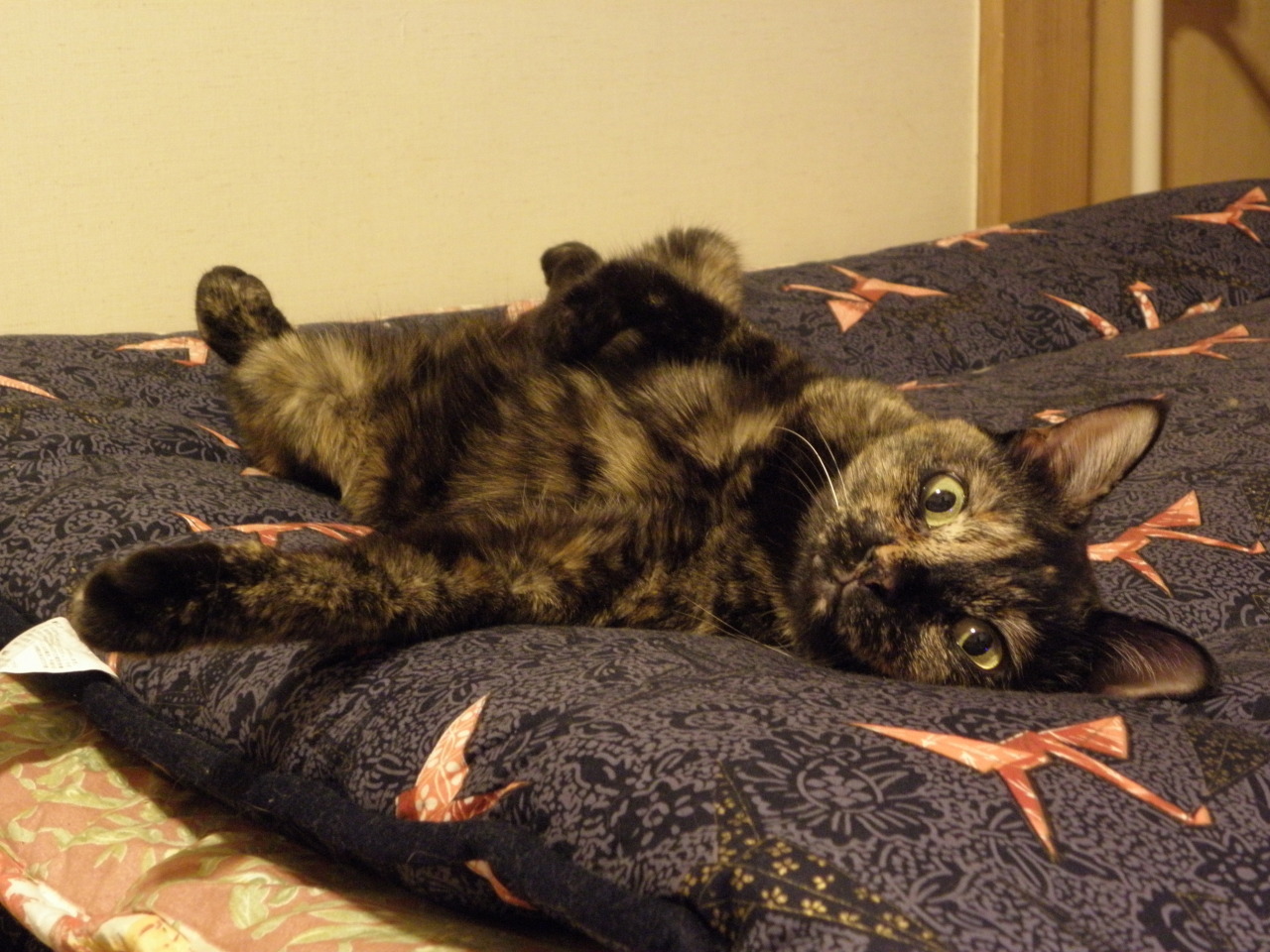 しゃび2010：Bone bed アーカイブ_f0166684_23454540.jpg