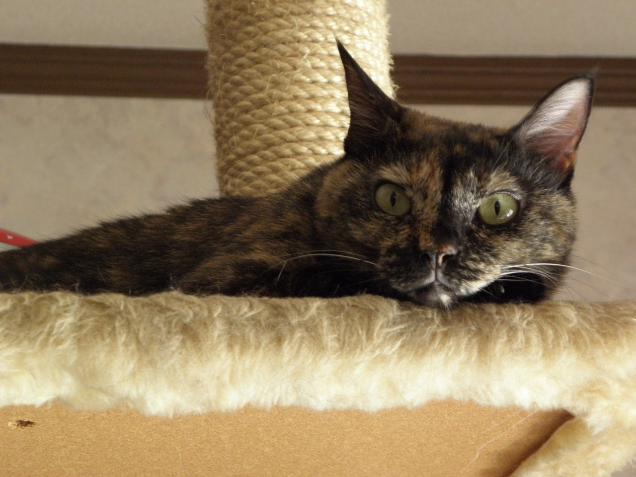 しゃび2010：Bone bed アーカイブ_f0166684_23455488.jpg