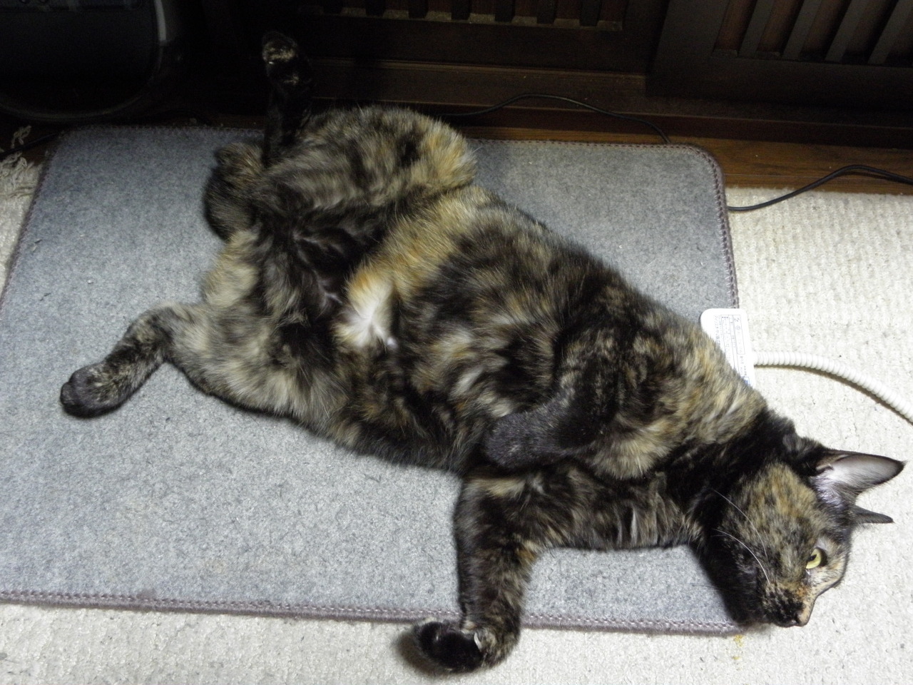 しゃび2010：Bone bed アーカイブ_f0166684_23460306.jpg