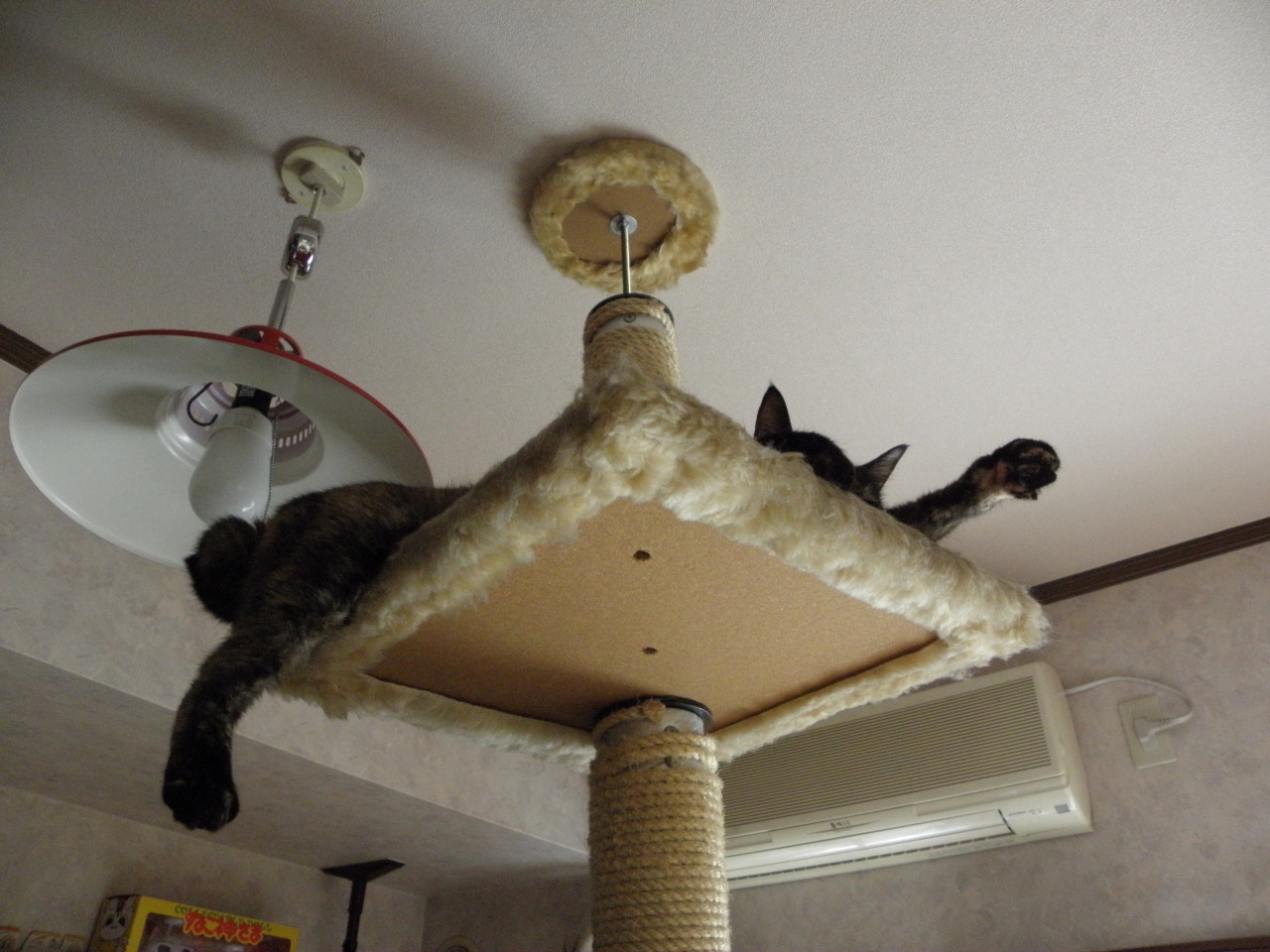 しゃび2010：Bone bed アーカイブ_f0166684_23462308.jpg