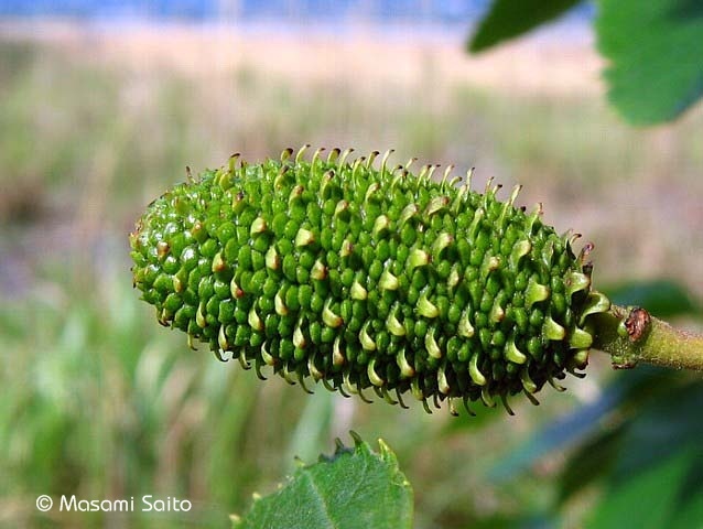 オオバヤシャブシ 大葉夜叉五倍子 草花と自然blog