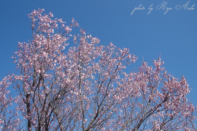 桜開花_f0332795_19141654.jpg