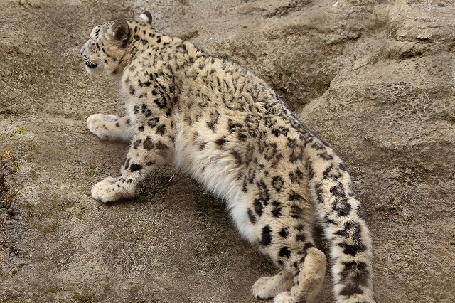 太ったけど 全力疾走を見せてくれたユキヒョウ フクちゃん 旅プラスの日記