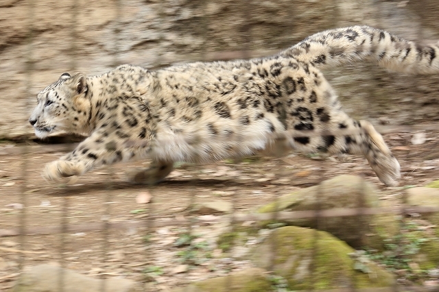 太ったけど 全力疾走を見せてくれたユキヒョウ フクちゃん 旅プラスの日記 太ったけど 全力疾走を見せてくれたユキヒョウ フクちゃん 旅プラスの日記
