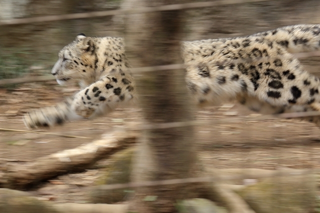 太ったけど 全力疾走を見せてくれたユキヒョウ フクちゃん 旅プラスの日記 太ったけど 全力疾走を見せてくれたユキヒョウ フクちゃん 旅プラスの日記