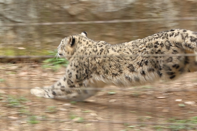 太ったけど 全力疾走を見せてくれたユキヒョウ フクちゃん 旅プラスの日記 太ったけど 全力疾走を見せてくれたユキヒョウ フクちゃん 旅プラスの日記