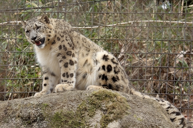 太ったけど 全力疾走を見せてくれたユキヒョウ フクちゃん 旅プラスの日記 太ったけど 全力疾走を見せてくれたユキヒョウ フクちゃん 旅プラスの日記