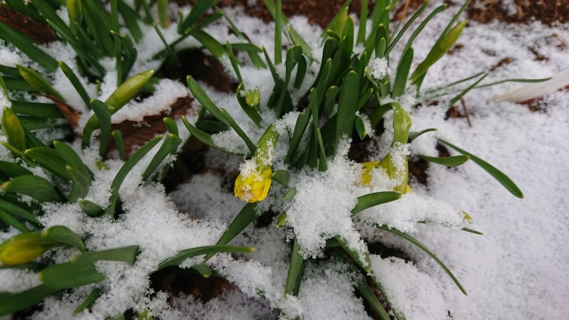 まだ降るか春の雪_c0320302_17365317.jpg