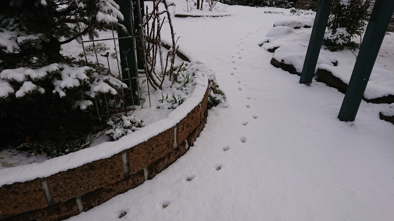 まだ降るか春の雪_c0320302_17370685.jpg