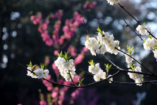 出水のしだれと桃花満開　京都御苑_e0048413_21132745.jpg