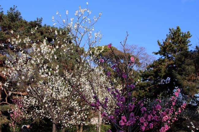 出水のしだれと桃花満開　京都御苑_e0048413_21133174.jpg