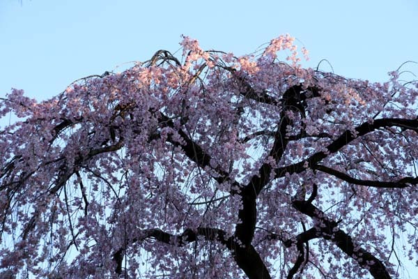 出水のしだれと桃花満開　京都御苑_e0048413_21134791.jpg