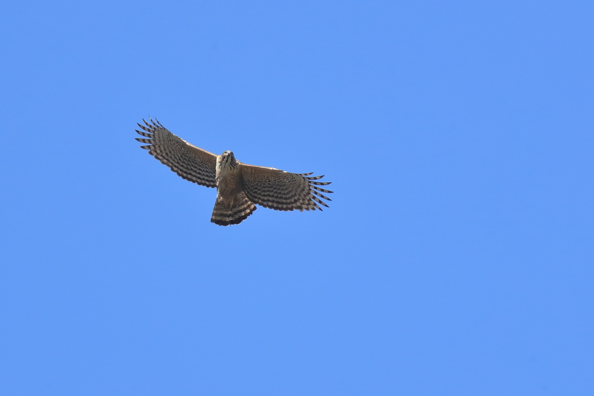 f0288418_00555919.jpg