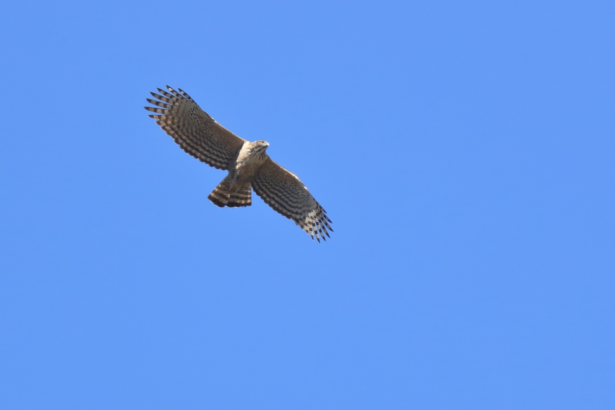 f0288418_00560490.jpg