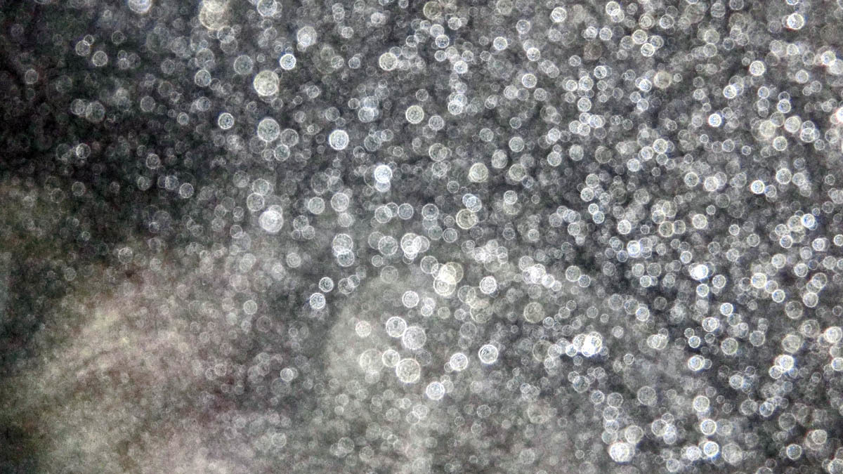 c0331825_10332212.jpg
