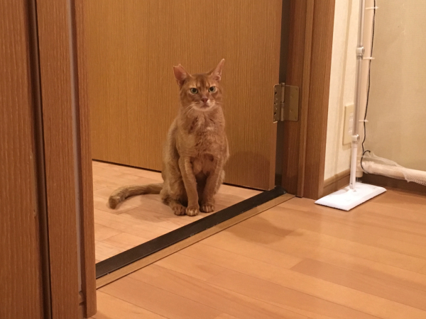 めまいの原因_a0099131_00284948.jpg