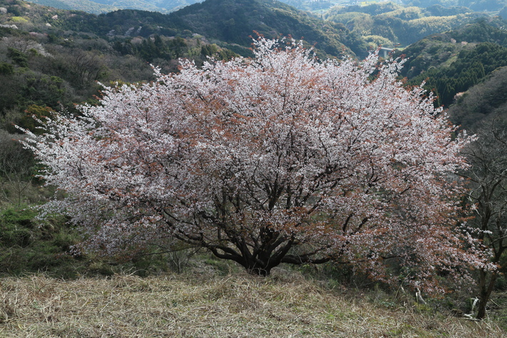 里山歩きで今季お初の春蘭を愛でる!_e0272335_160083.jpg