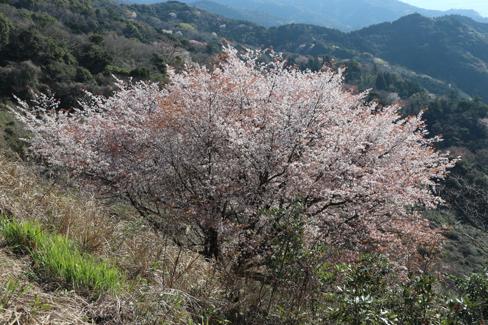 里山歩きで今季お初の春蘭を愛でる!_e0272335_160537.jpg