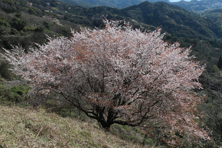 里山歩きで今季お初の春蘭を愛でる!_e0272335_16102567.jpg