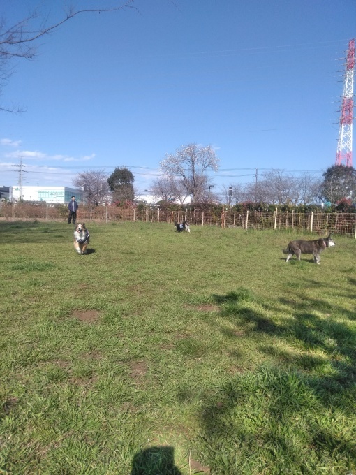ここのお庭はパラダイスわんネー♪_e0195743_16243141.jpg