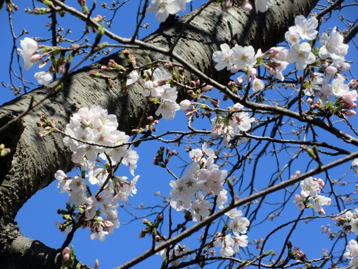 【寒くても春うらら、ソメイヨシノが開花していました】_b0009849_14471085.jpg