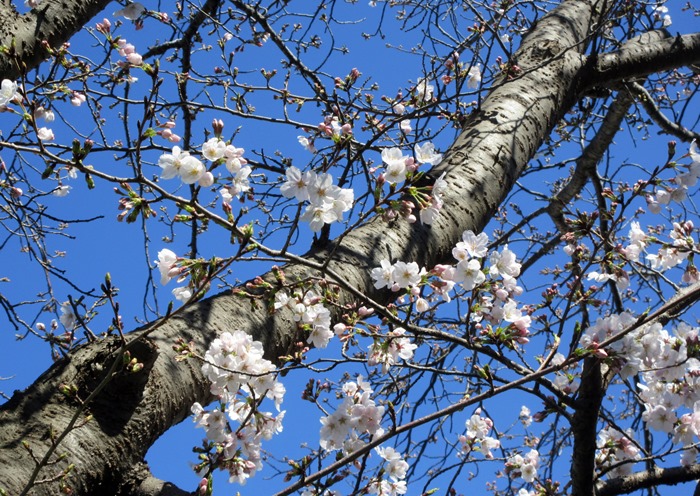 【寒くても春うらら、ソメイヨシノが開花していました】_b0009849_14483576.jpg