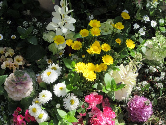 【寒くても春うらら、ソメイヨシノが開花していました】_b0009849_14491999.jpg