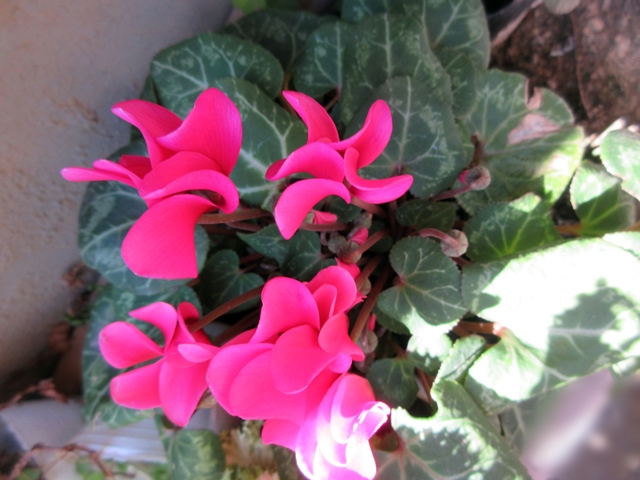 【寒くても春うらら、ソメイヨシノが開花していました】_b0009849_14501715.jpg