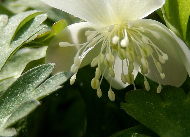 　　　　　　　　　　　　　　　　　　　　　　　春爛漫のアンジェで (春の花々）　3月22日_d0075453_14281657.jpg