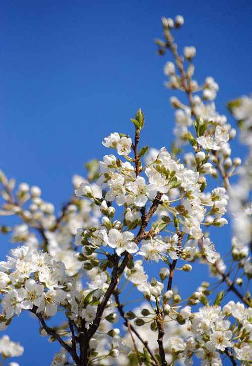 3月24日　スモモの花 見ごろ_a0001354_23582778.gif