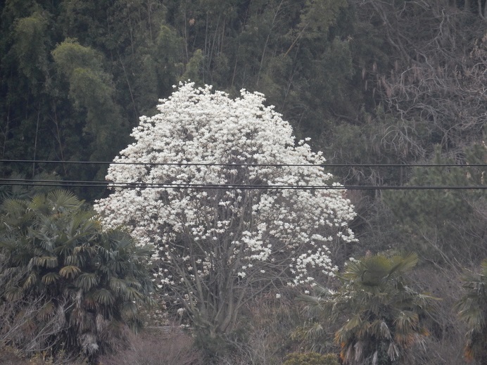 桜の前の白い花、里編_e0175370_23475249.jpg
