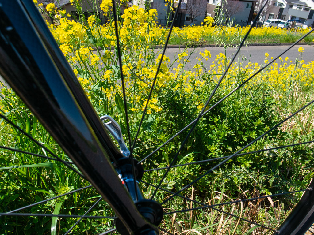 2019 自転車日和・「黄色」に会いに行く（江戸川CR)_b0247073_22542089.jpg