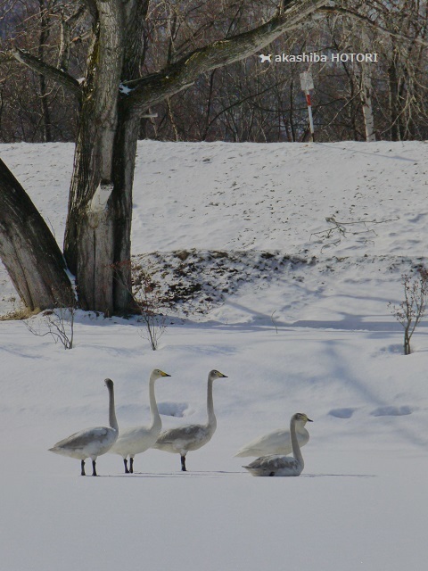 f0150377_20043503.jpg