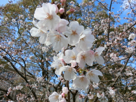 サクラ咲き今年も春が来た_f0155477_11455660.jpg