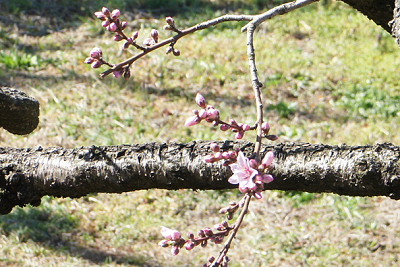 d0179679_20270985.png