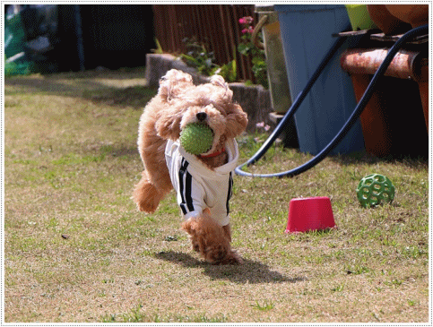 b0175688_00163876.gif