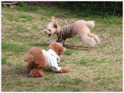 b0175688_00202289.gif