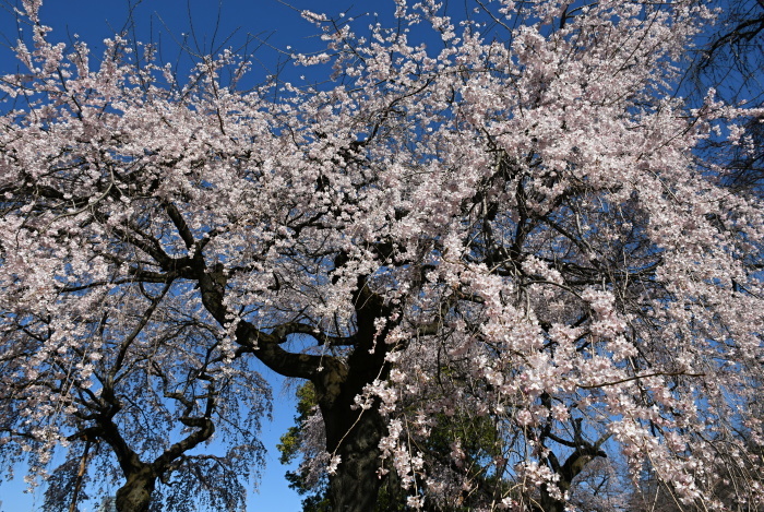 a0127090_21372476.jpg