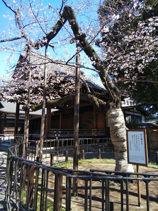 靖国神社の標本木は七分咲きでした 藍 の着物であるこう 靖国神社の標本木は七分咲きでした 藍 の着物であるこう