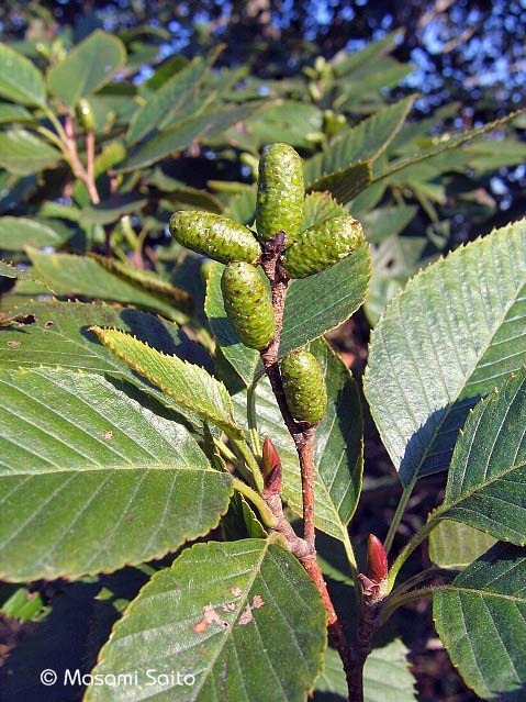 オオバヤシャブシ 大葉夜叉五倍子 草花と自然blog
