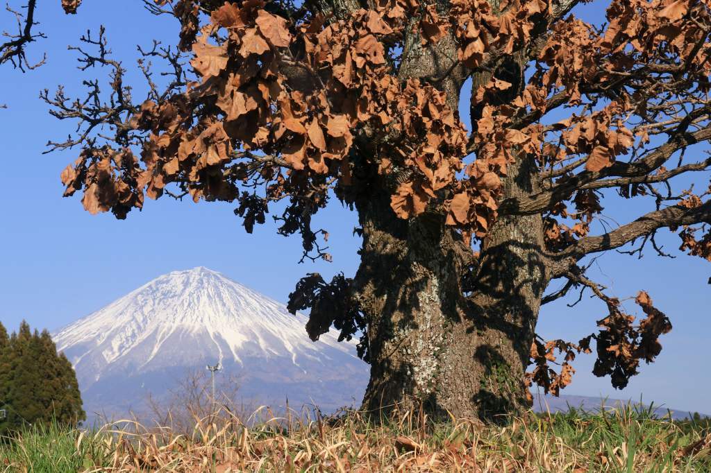 あの樹何の樹？気になる樹～_a0188405_22542564.jpg